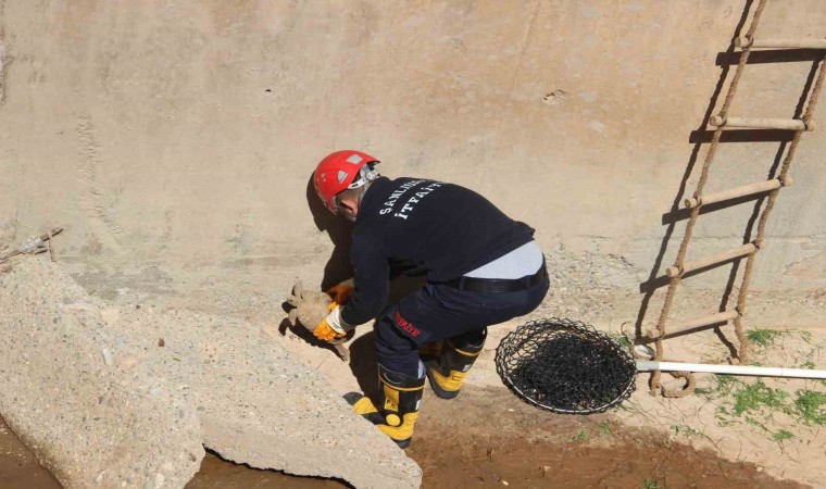 Çimle besledikleri kaplumbağayı hayata bağladılar