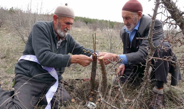 Huzuru yabani meyve ağaçlarını aşılayarak buluyorlar