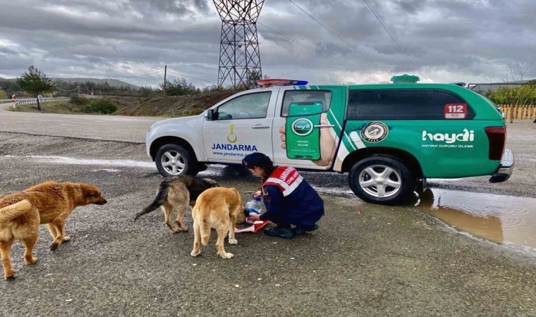 Jandarma sokak hayvanlarını elleri ile besledi