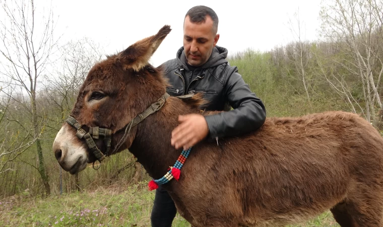 Pendik’te, internetten 7 bin 500 TL’ye satışa çıkarılan eşek ilgi odağı oldu