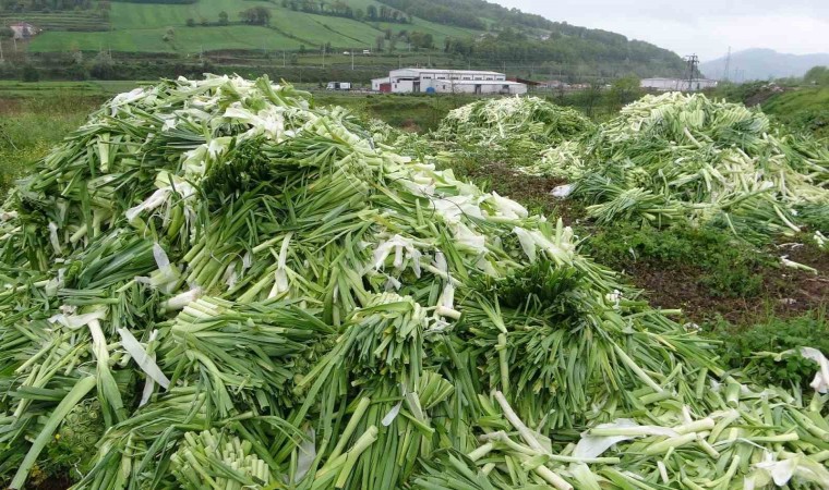 Üreticinin elinde kalan pırasalar boş alana atıldı