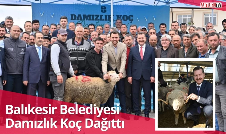 Balıkesir Belediyesi damızlık koç dağıttı