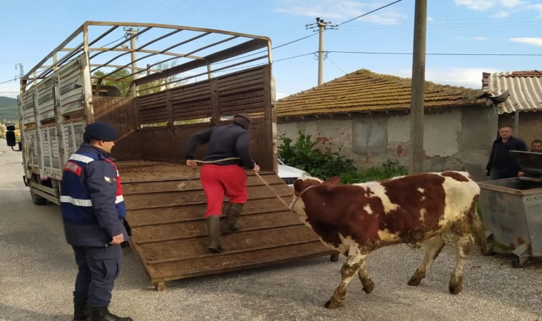 Bigadiç’te hırsızlar yakalandı