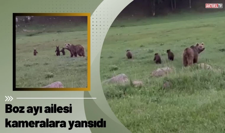 Boz ayı ailesi kameralara yansıdı