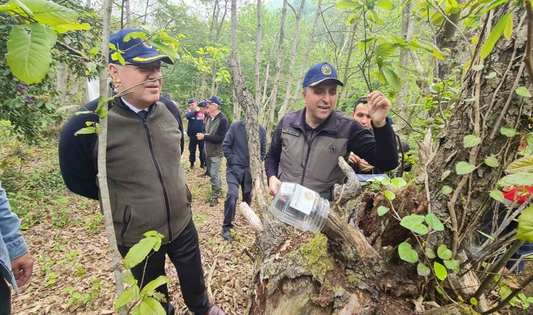 ”Torymus sinensis” böceğini doğaya saldılar