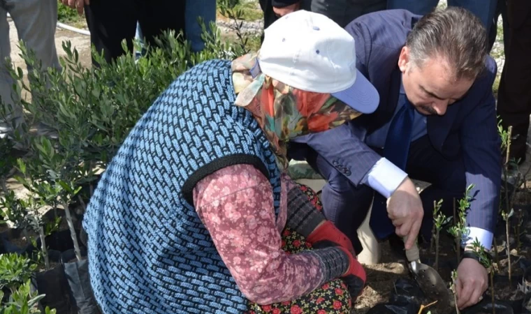 Kursiyerler zeytin budadı