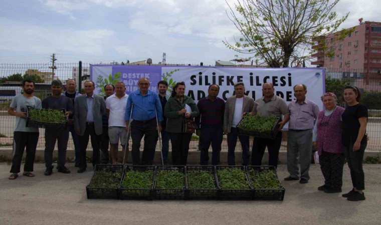 Silifke’de üreticilere 50 bin adet ada çayı fidesi desteği