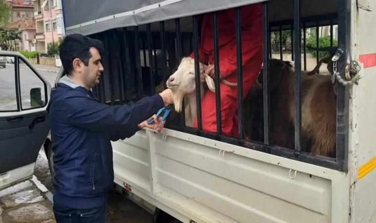 Sındırgı’da Aşılama Çalışmaları Sürüyor