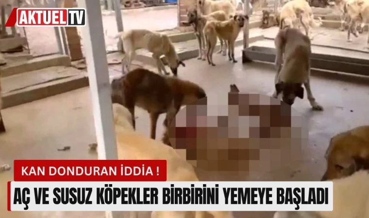 Aç ve Susuz Köpekler Birbirini Yemeye Başladı