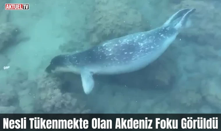 Akdeniz foku sahil kenarında kendini gösterdi