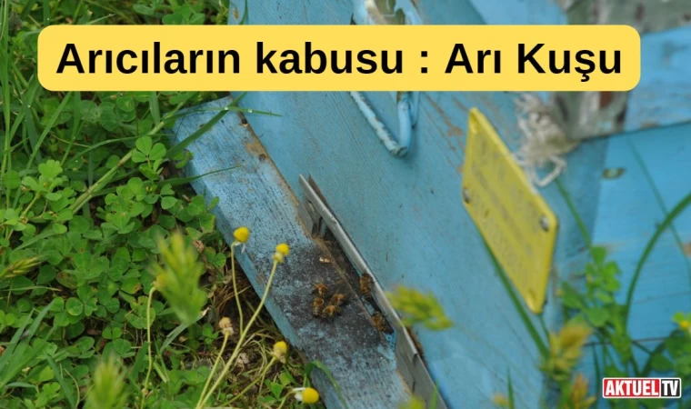 Arı kuşları arıcıların kabusu oldu