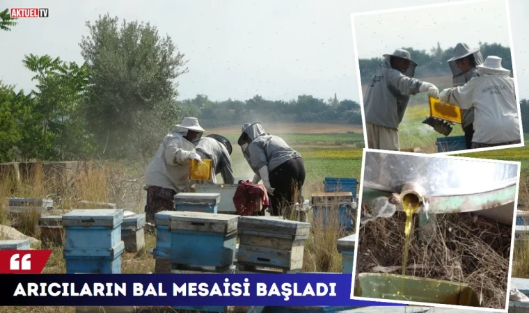 Arıcıların bal mesaisi başladı