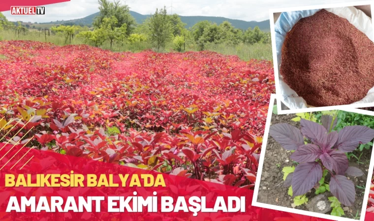 Balıkesir Balya’da Amarant Ekimi Başladı