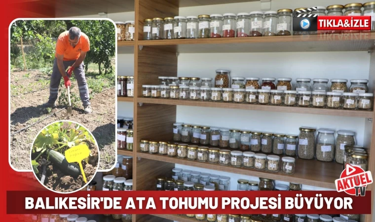 Balıkesir Edremit'te Ata Tohumu Projesi Büyüyor