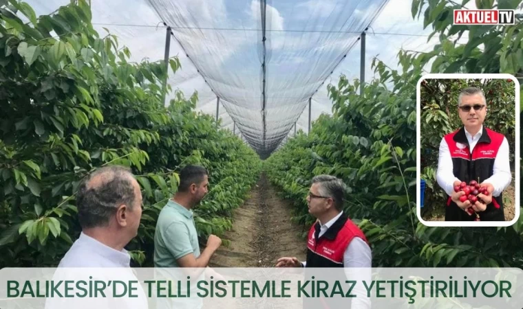 Balıkesir’de Telli Sistemle Kiraz Yetiştiriliyor