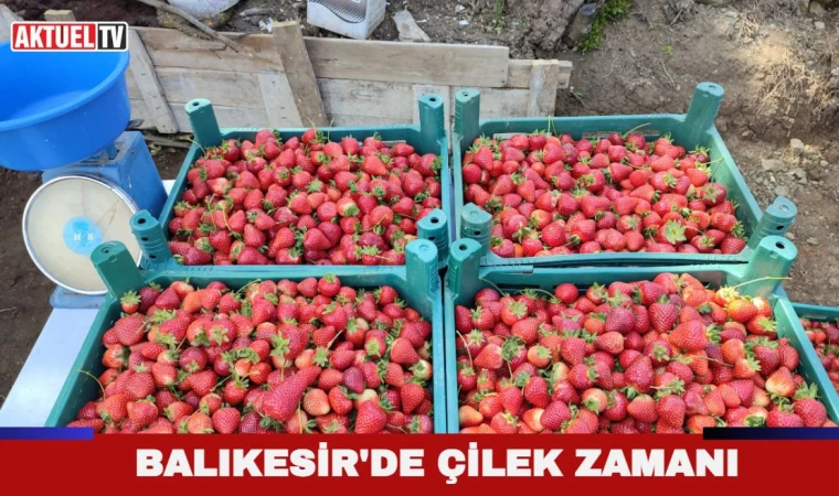 Balıkesirli Genç girişimciler çilek yetiştiriyor