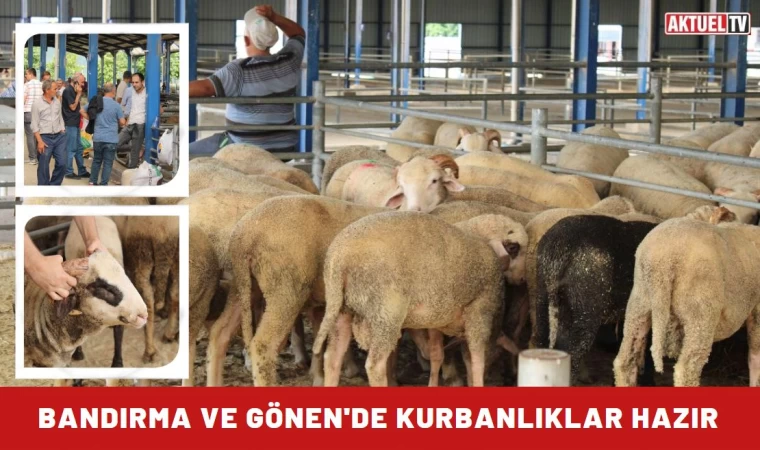 Bandırma ve Gönen'de Kurbanlıklar Hazır