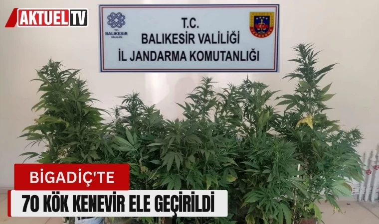 Bigadiç'te 70 kök kenevir ele geçirildi