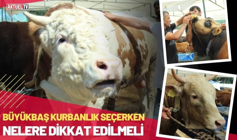 Büyükbaş Kurbanlık Seçerken Nelere Dikkat Edilmeli