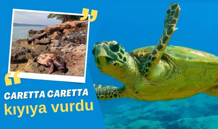 Caretta caretta kıyıya vurdu