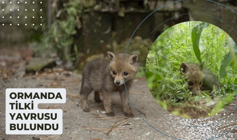 Dağlık alanda yavru tilki bulundu