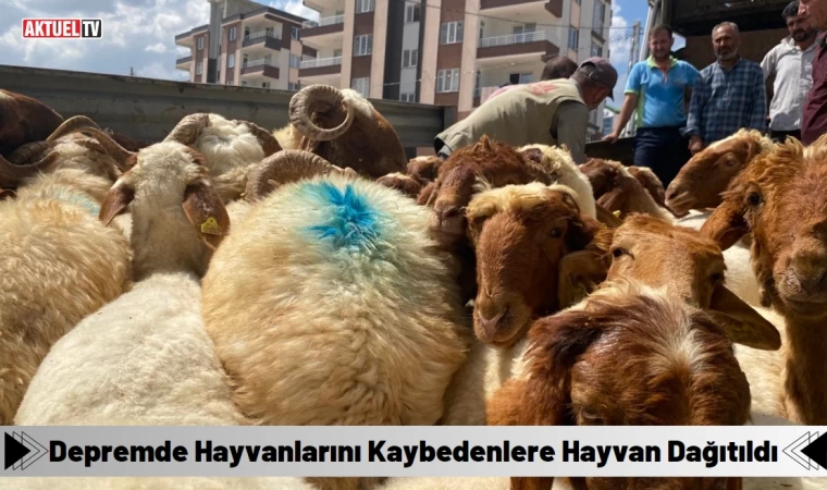 Depremde Hayvanlarını Kaybedenlere Hayvan Dağıtıldı