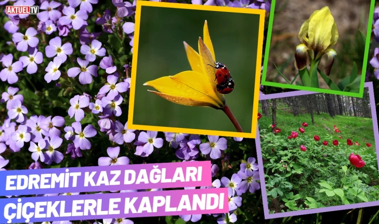 Edremit Kaz Dağları Çiçeklerle Kaplandı