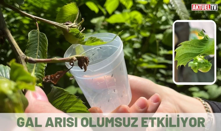 Gal arısı olumsuz etkiliyor