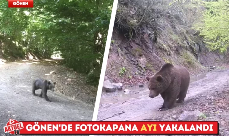 Gönen'de fotokapana ayı yakalandı 