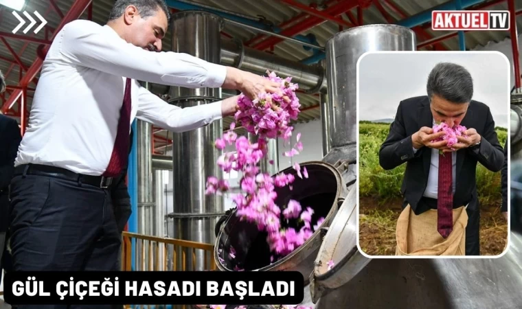 Gül çiçeği hasadı başladı