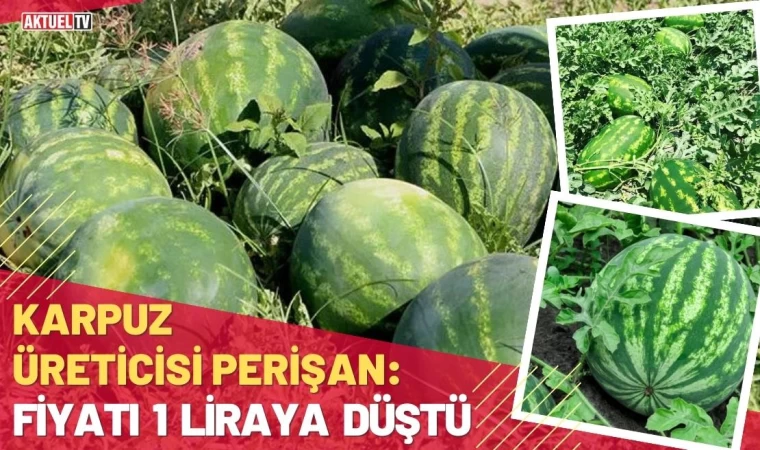 Karpuz Üreticisi Perişan 1 Liraya Düştü