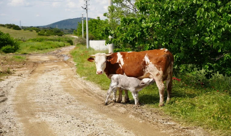 Kaybolan buzağı’ya fotoğrafçının ismi verildi