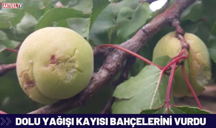 Kayısıda Büyük Zarar