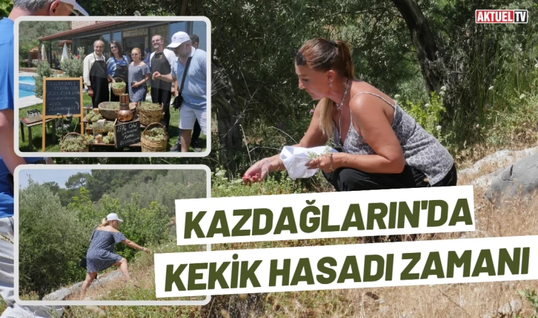 Kazdağları Kekik Hasadı Başladı