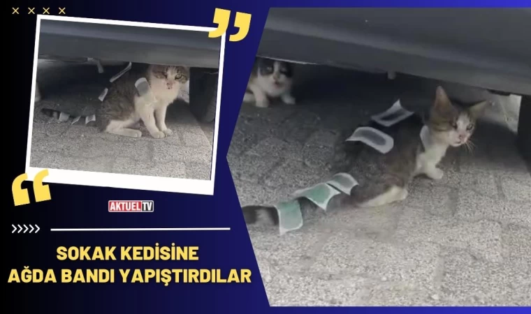 Kediye Ağda Bandı Yapıştırdılar