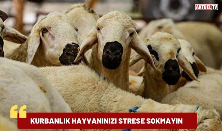 Kesimde Hayvanın  Stres Olmaması Gerekiyor