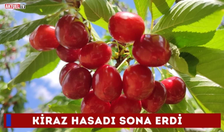 Kiraz hasadı sona erdi