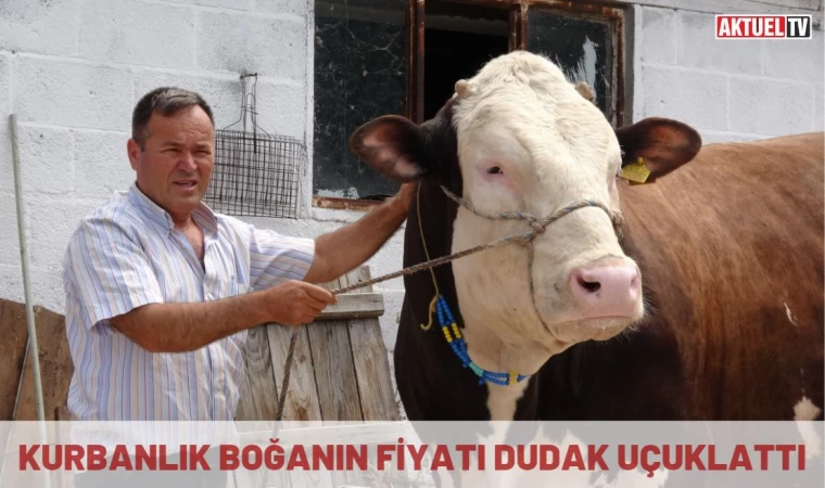 Kurbanlık boğanın fiyatı dudak uçuklattı