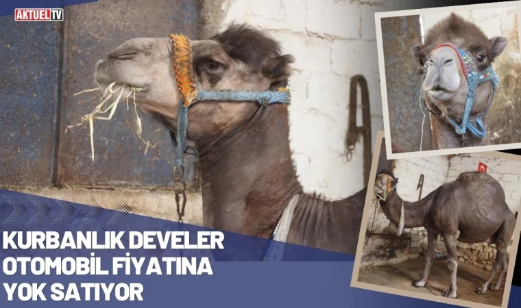 Kurbanlık Develer Otomobil Fiyatına Yok Satıyor