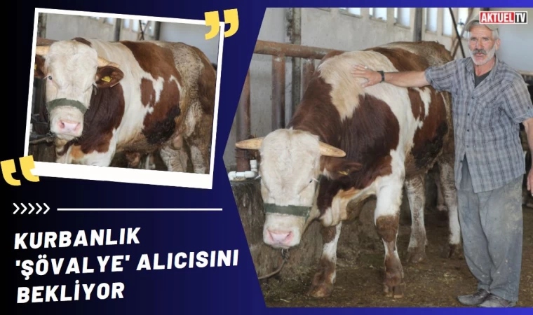 Kurbanlık 'Şövalye' alıcısını bekliyor