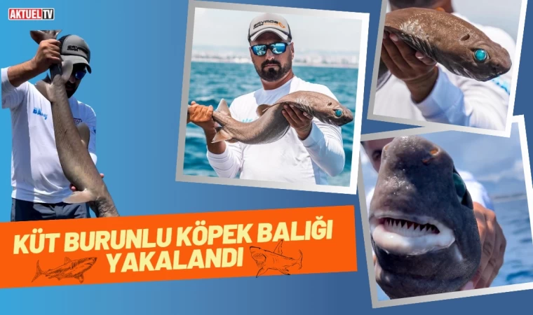 Küt Burunlu Köpek Balığı Yakalandı