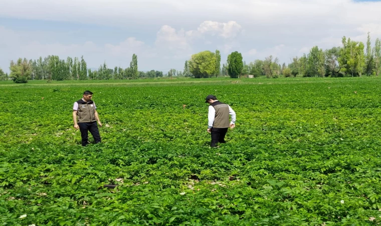 Patates üreticilerine hastalık uyarısı