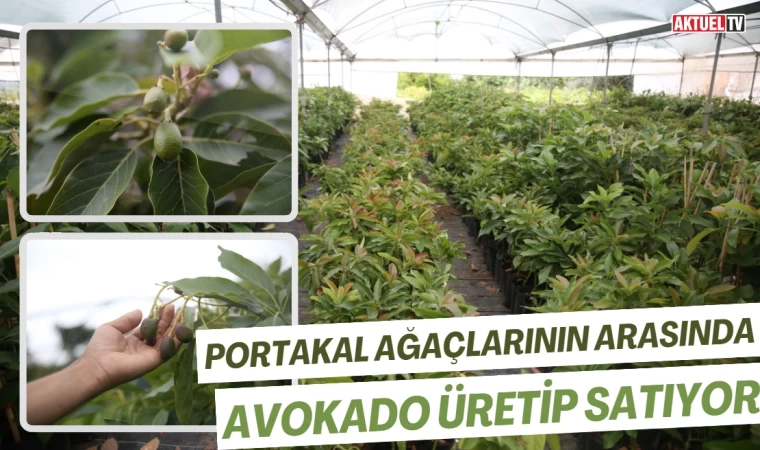 Portakal Ağaçlarının Arasında Avokado Üretip Satıyor