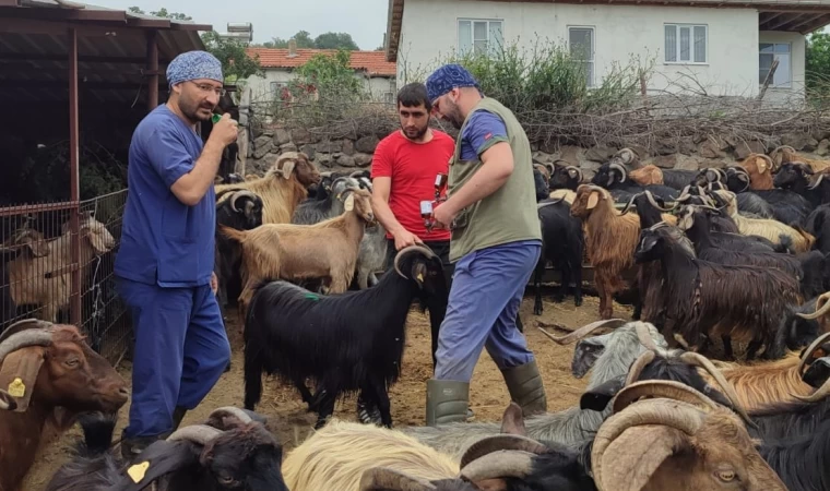 Sındırgı’da küpeleme çalışmaları devam ediyor