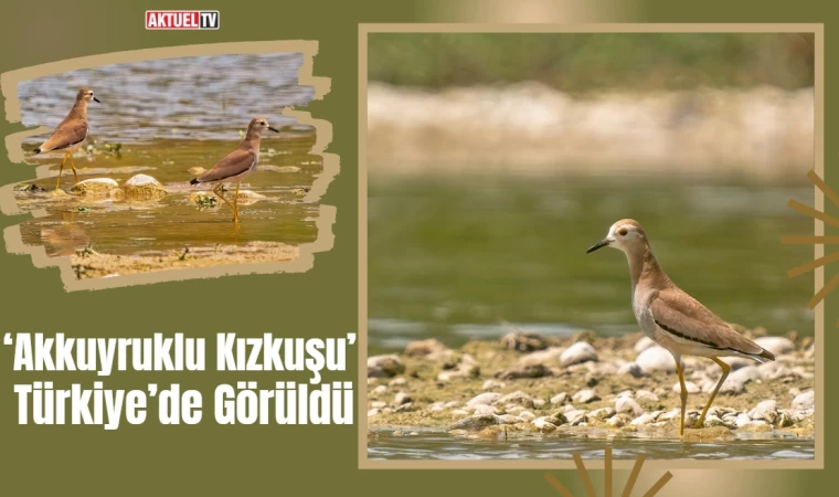 Türkiye’de ‘Akkuyruklu Kızkuşu’ Görüldü