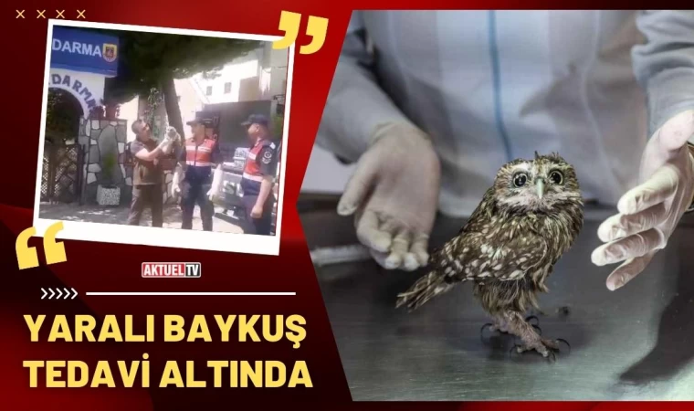 Yaralı baykuş yavrusu tedavi altında