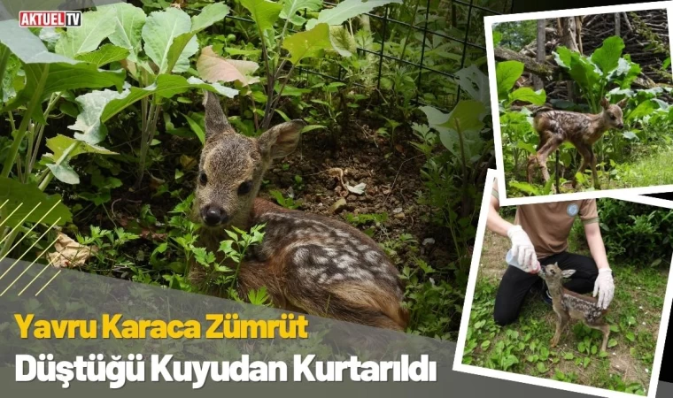 Yavru Karaca Zümrüt Düştüğü Kuyudan Kurtarıldı