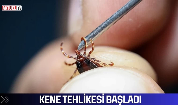 Yaz aylarında keneye dikkat