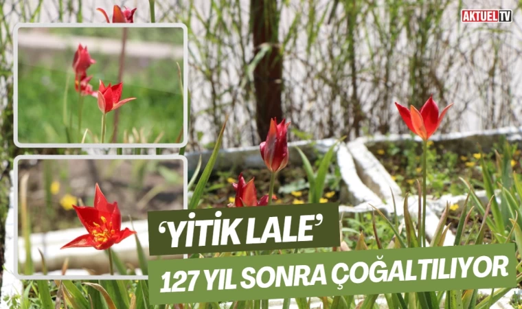 ‘Yitik Lale’ 127 yıl sonra çoğaltılıyor