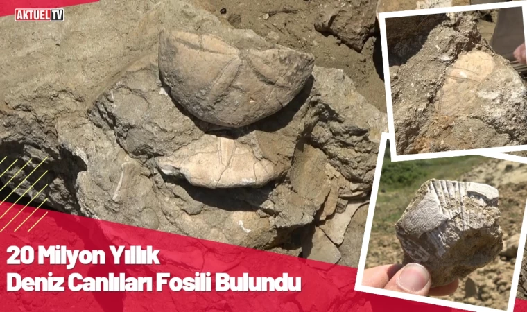 20 Milyon Yıllık Deniz Canlıları Fosili Bulundu